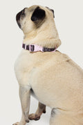 Bonney Bow Pet Collar