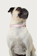 Edikted Pet Collar